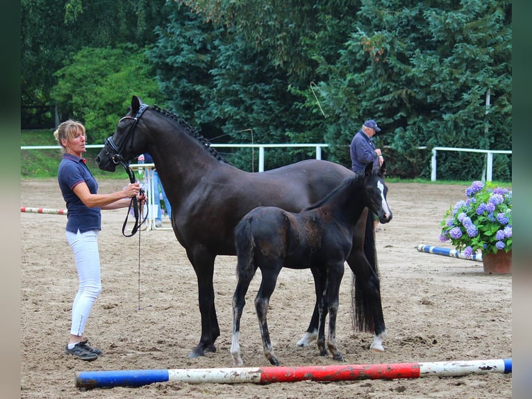 Deutsches Reitpony Stute Fohlen (05/2025) Rappe in HaaleTodenb&#xFC;ttel