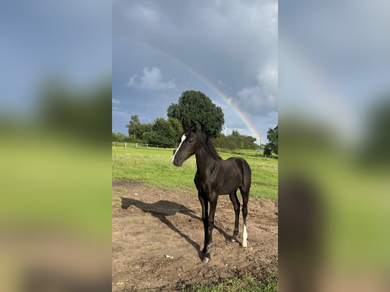 Deutsches Reitpony Stute Fohlen (05/2025) Rappe in HaaleTodenb&#xFC;ttel