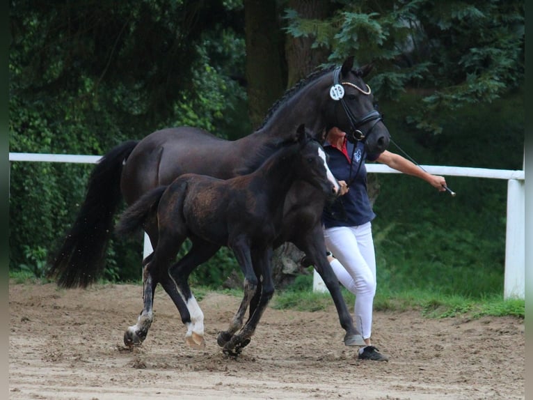 Deutsches Reitpony Stute Fohlen (05/2025) Rappe in HaaleTodenb&#xFC;ttel
