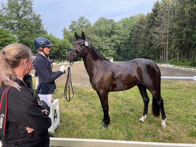Deutsches Reitpony Stute Fohlen (05/2025) Rappe in HaaleTodenb&#xFC;ttel