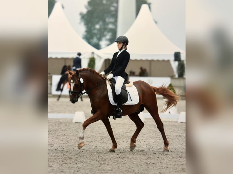 Deutsches Reitpony Stute Fohlen (05/2025) Rappe in HaaleTodenb&#xFC;ttel