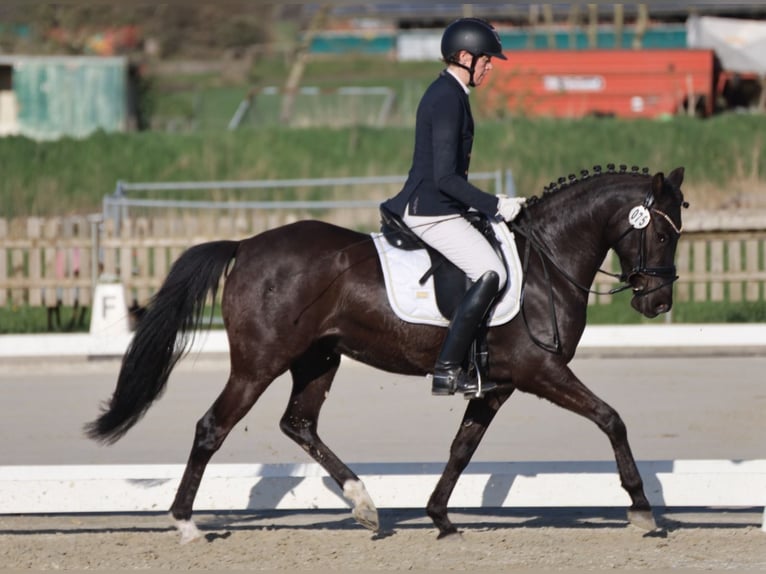 Deutsches Reitpony Stute Fohlen (05/2025) Rappe in HaaleTodenb&#xFC;ttel