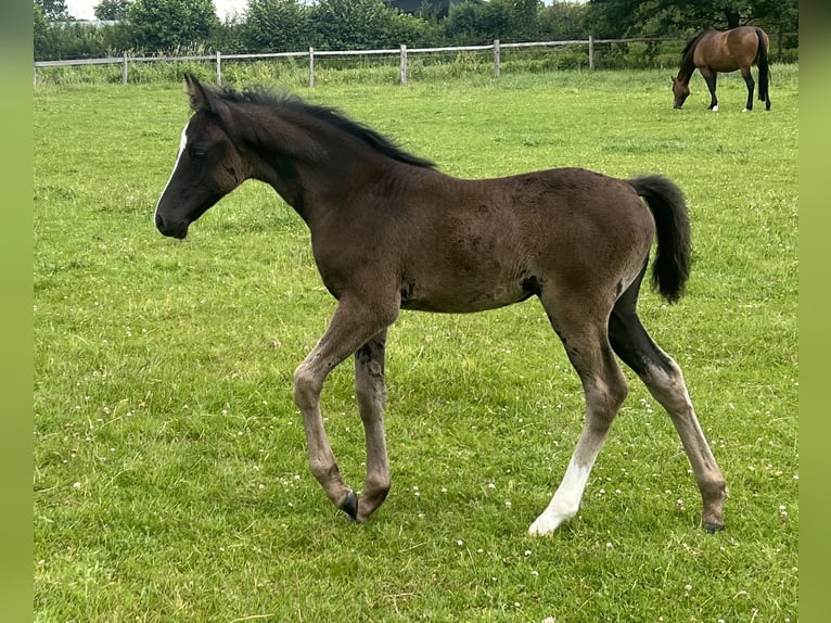 Deutsches Reitpony Stute Fohlen (05/2025) Rappe in HaaleTodenb&#xFC;ttel