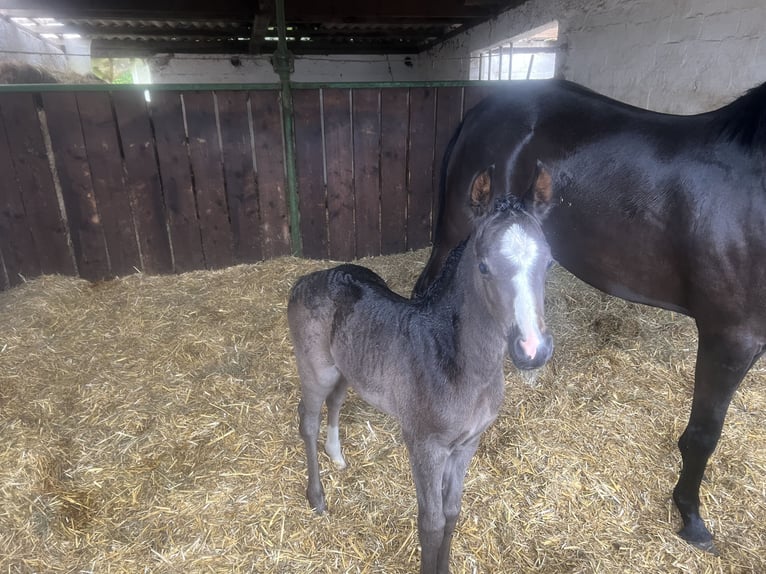Deutsches Reitpony Stute Fohlen (05/2025) Rappe in HaaleTodenb&#xFC;ttel