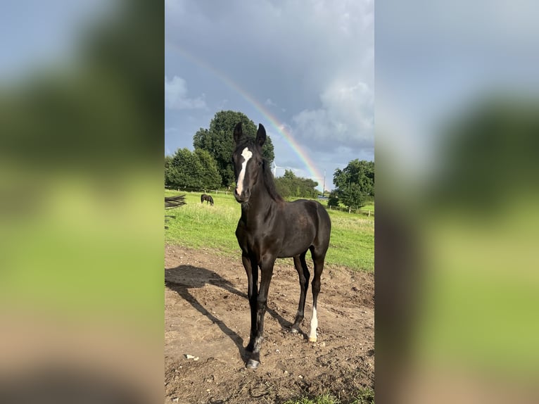 Deutsches Reitpony Stute Fohlen (05/2025) Rappe in HaaleTodenb&#xFC;ttel