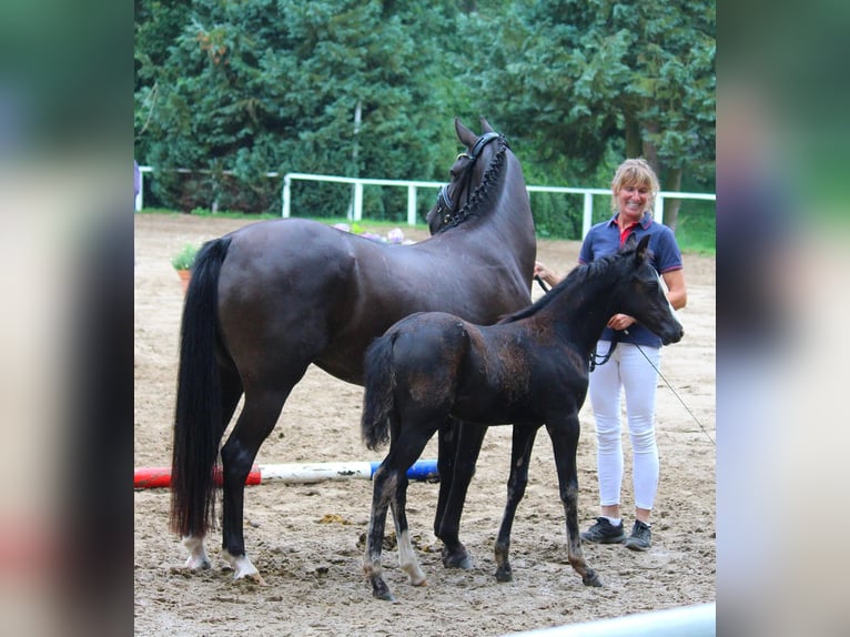 Deutsches Reitpony Stute Fohlen (05/2025) Rappe in HaaleTodenb&#xFC;ttel