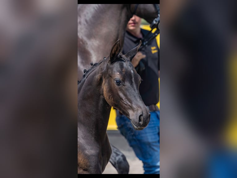 Deutsches Reitpony Stute Fohlen (04/2026) Rappe in Brünzow