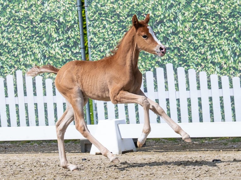 Deutsches Reitpony Stute Fohlen (04/2026) Red Dun in Mnster-Handorf