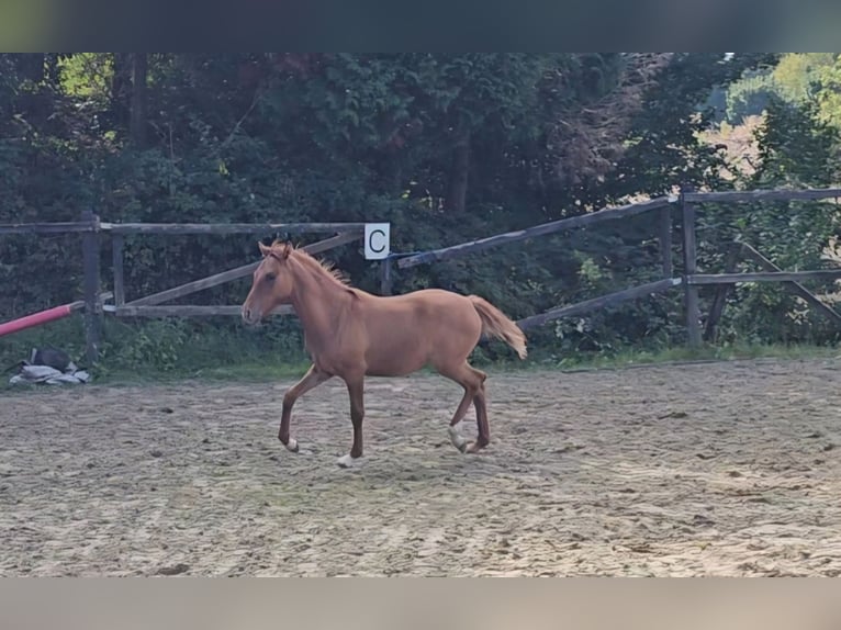 Deutsches Reitpony Stute Fohlen (04/2024) Red Dun in Sinzig