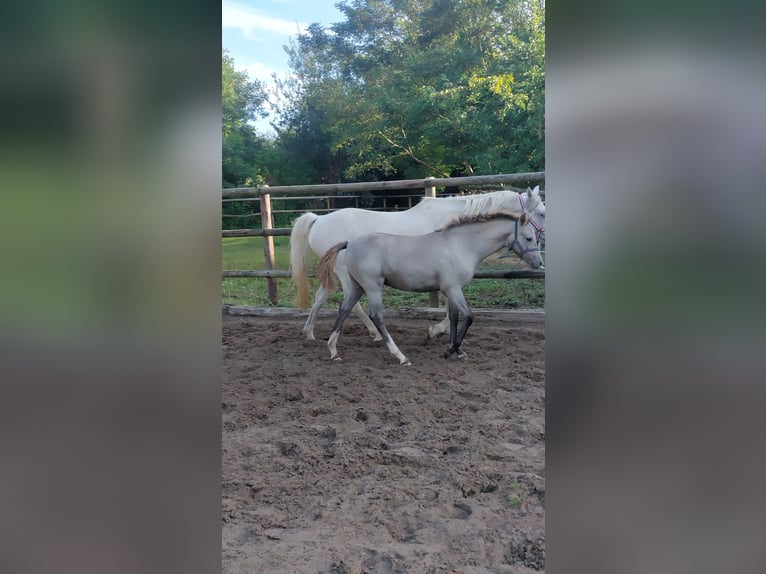 Deutsches Reitpony Stute Fohlen (05/2025) Schimmel in L&#xF6;ptin