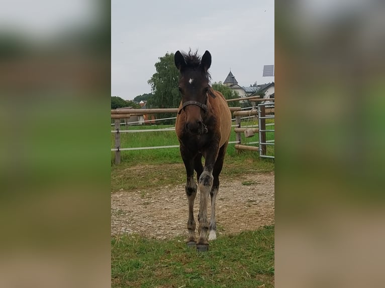 Deutsches Reitpony Stute Fohlen (05/2025) Schwarzbrauner in B&#xFC;ren