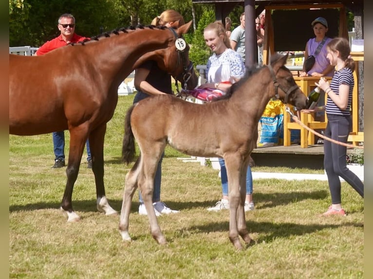 Deutsches Reitpony Stute Fohlen (05/2025) Schwarzbrauner in B&#xFC;ren