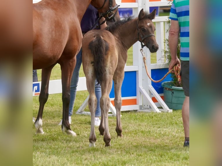 Deutsches Reitpony Stute Fohlen (05/2025) Schwarzbrauner in B&#xFC;ren