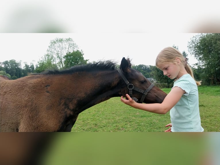 Deutsches Reitpony Stute Fohlen (05/2025) Schwarzbrauner in B&#xFC;ren