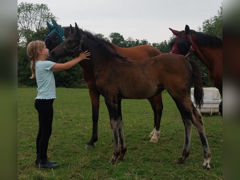 Deutsches Reitpony Stute Fohlen (05/2025) Schwarzbrauner in B&#xFC;ren
