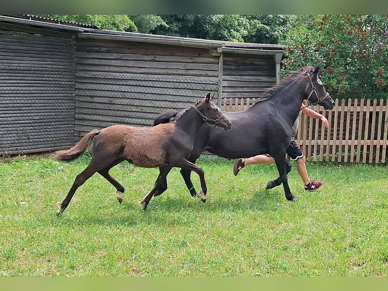 Deutsches Reitpony Stute Fohlen (02/2026) Schwarzbrauner in Zeulenroda-Triebes