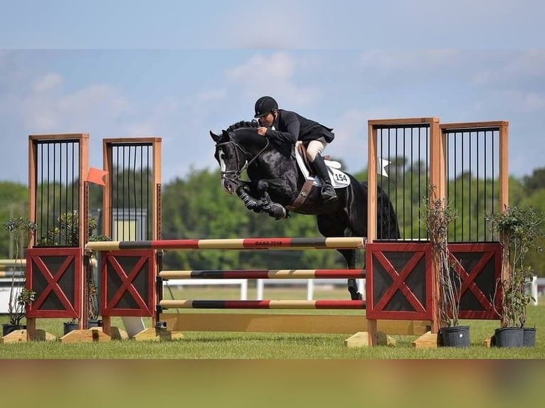 Deutsches Reitpony Stute Fohlen (05/2024) Schwarzbrauner in Mülsen Ortmannsdorf, Marienau