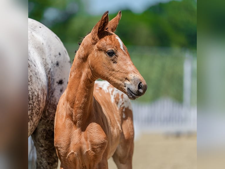 Deutsches Reitpony Stute Fohlen (05/2026) Tigerschecke in Mnster-Handorf