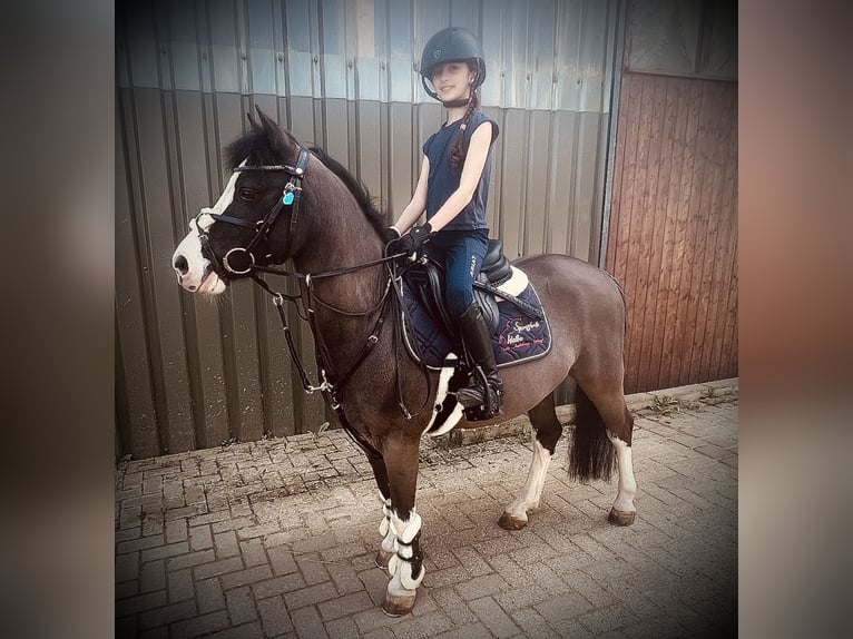 Deutsches Reitpony Wallach 10 Jahre 120 cm Schwarzbrauner in Lindlar