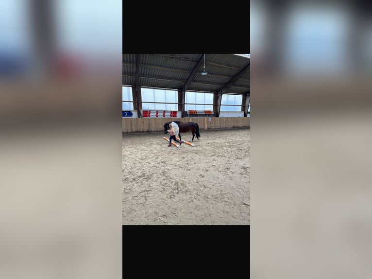 Deutsches Reitpony Wallach 10 Jahre 128 cm Brauner in Kevelaer