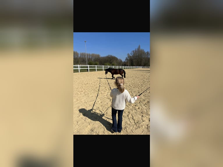 Deutsches Reitpony Wallach 10 Jahre 128 cm Brauner in Kevelaer