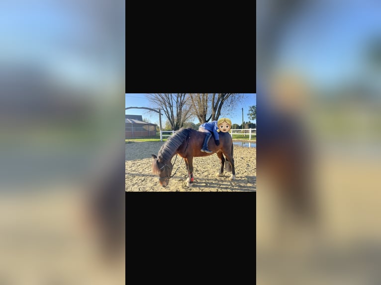 Deutsches Reitpony Wallach 10 Jahre 128 cm Brauner in Kevelaer