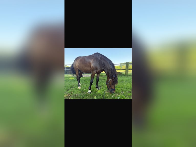 Deutsches Reitpony Wallach 10 Jahre 128 cm Brauner in Kevelaer