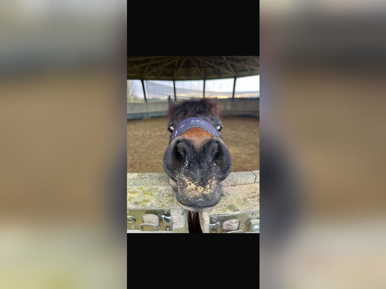 Deutsches Reitpony Wallach 10 Jahre 128 cm Brauner in Kevelaer