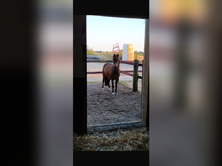 Deutsches Reitpony Wallach 10 Jahre 128 cm Brauner in Kevelaer