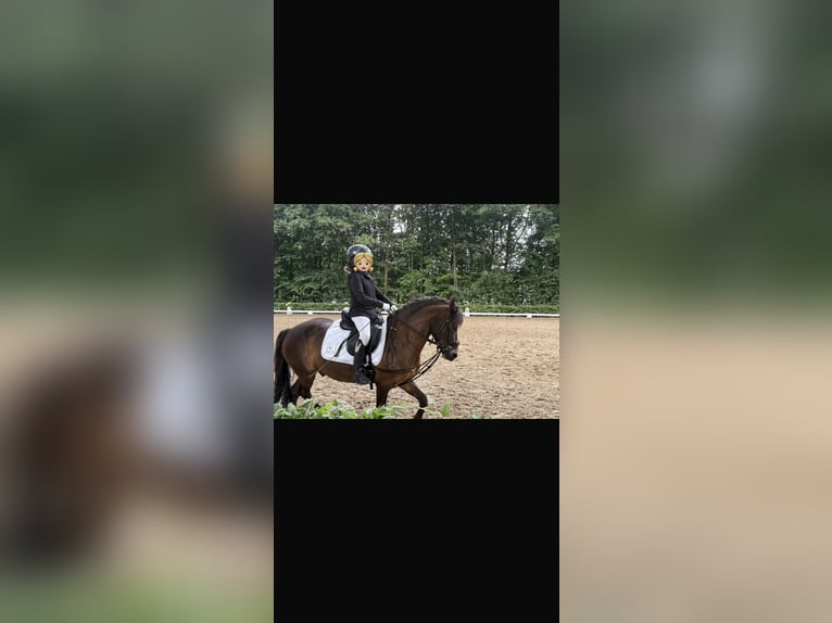Deutsches Reitpony Wallach 10 Jahre 128 cm Brauner in Kevelaer