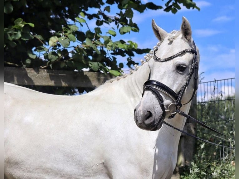 Deutsches Reitpony Wallach 10 Jahre 130 cm Schimmel in Muchow