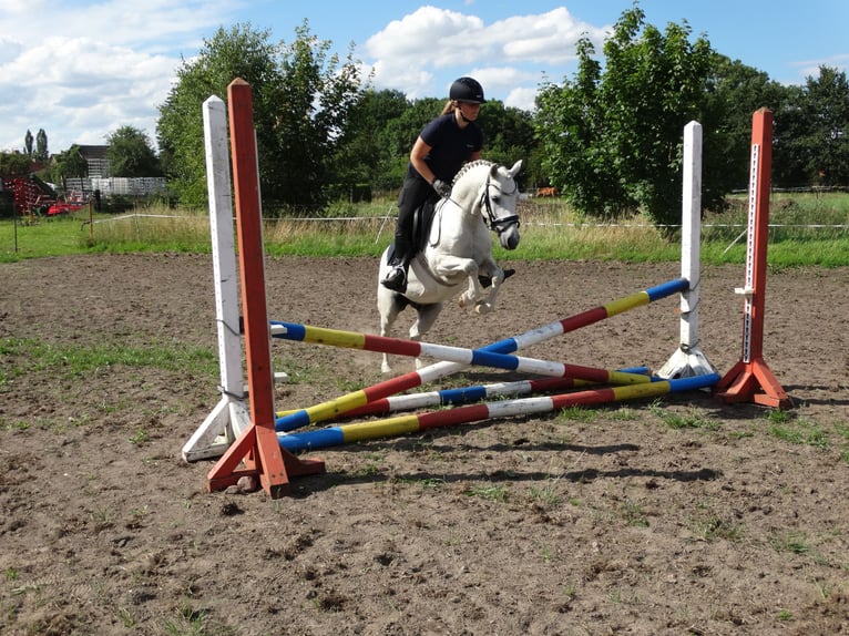 Deutsches Reitpony Wallach 10 Jahre 130 cm Schimmel in Muchow