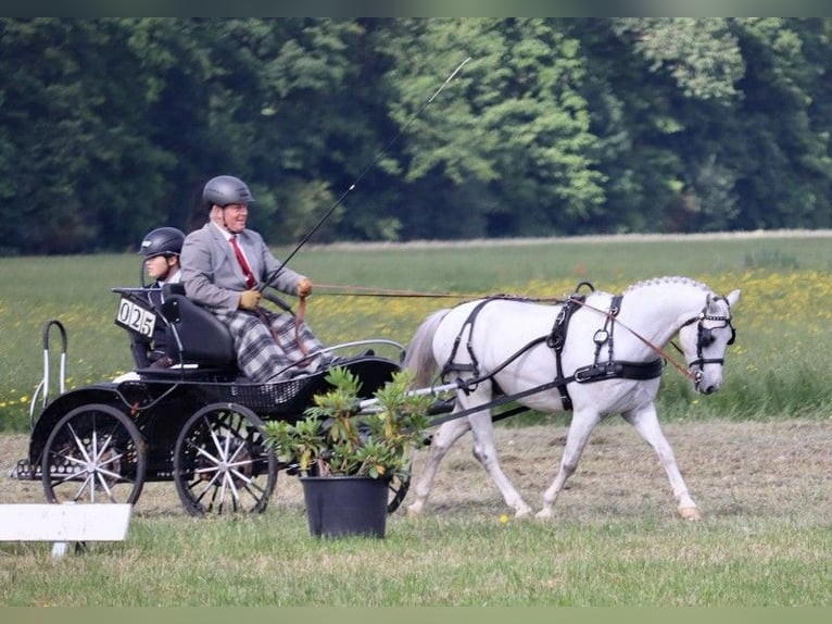 Deutsches Reitpony Wallach 10 Jahre 130 cm Schimmel in Muchow