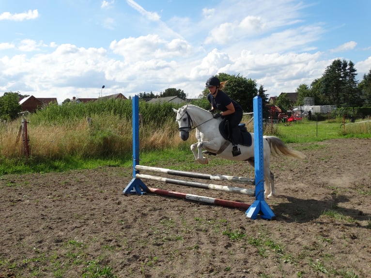 Deutsches Reitpony Wallach 10 Jahre 130 cm Schimmel in Muchow