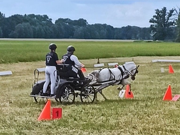 Deutsches Reitpony Wallach 10 Jahre 130 cm Schimmel in Muchow