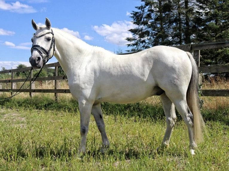 Deutsches Reitpony Wallach 10 Jahre 130 cm Schimmel in Muchow