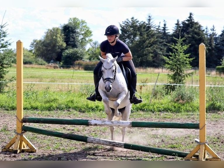 Deutsches Reitpony Wallach 10 Jahre 130 cm Schimmel in Muchow