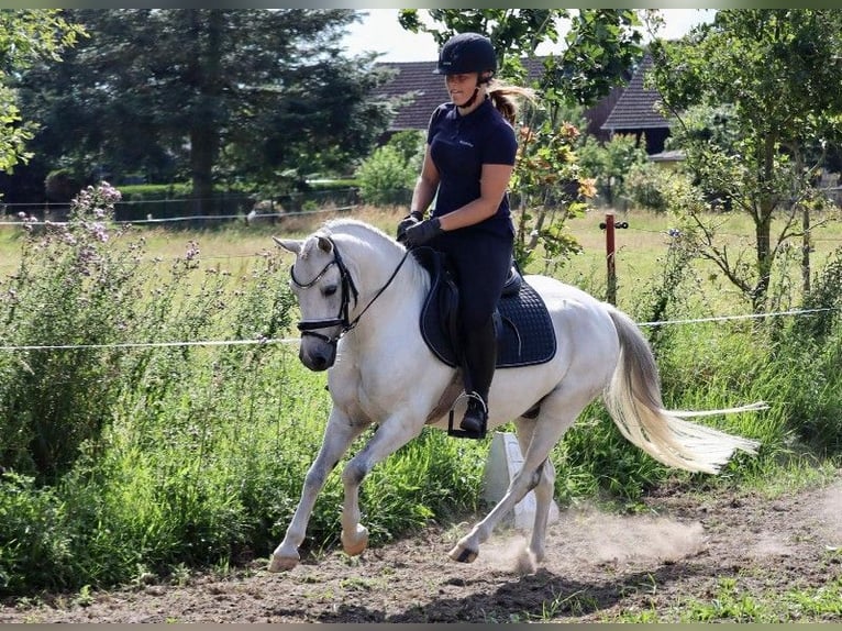 Deutsches Reitpony Wallach 10 Jahre 130 cm Schimmel in Muchow