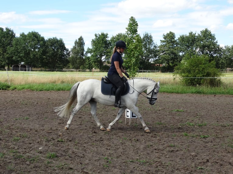 Deutsches Reitpony Wallach 10 Jahre 130 cm Schimmel in Muchow