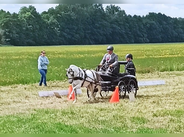 Deutsches Reitpony Wallach 10 Jahre 130 cm Schimmel in Muchow