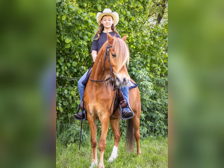 Deutsches Reitpony Wallach 10 Jahre 132 cm Fuchs in Geeste