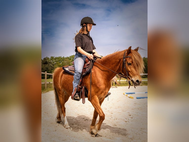 Deutsches Reitpony Wallach 10 Jahre 132 cm Fuchs in Geeste