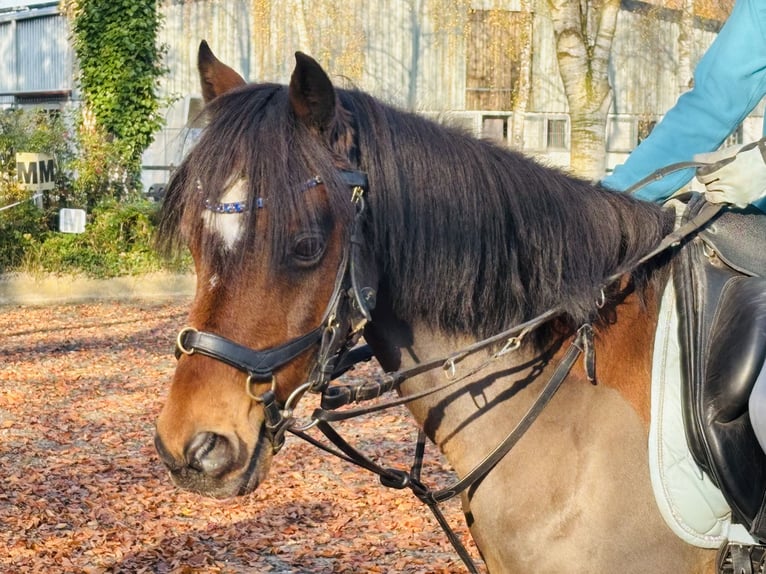 Deutsches Reitpony Wallach 10 Jahre 135 cm Dunkelfuchs in Sottrum