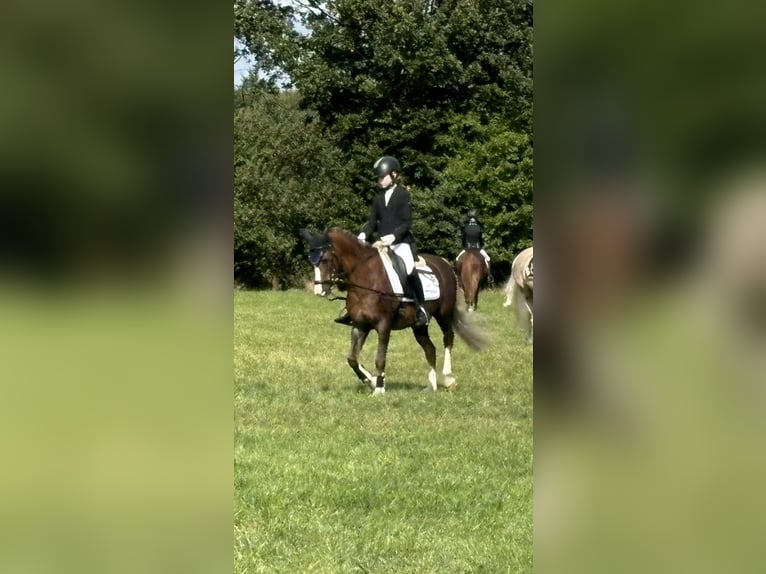 Deutsches Reitpony Wallach 10 Jahre 135 cm Dunkelfuchs in Sottrum