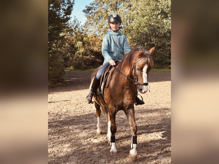 Deutsches Reitpony Wallach 10 Jahre 135 cm Dunkelfuchs in Sottrum