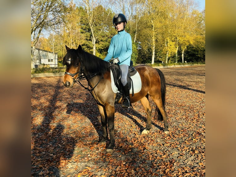 Deutsches Reitpony Wallach 10 Jahre 135 cm Dunkelfuchs in Sottrum