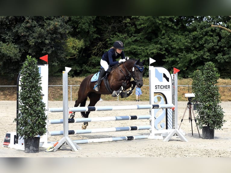 Deutsches Reitpony Mix Wallach 10 Jahre 135 cm Rappe in Bodenwerder