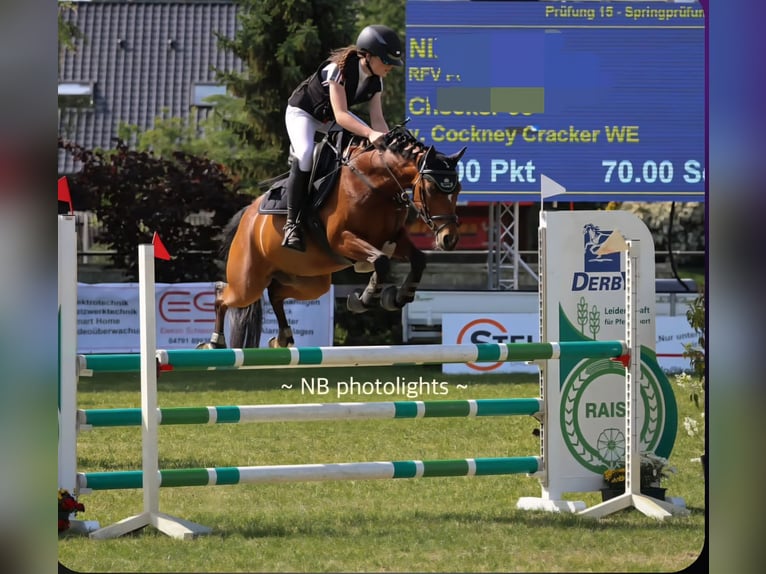 Deutsches Reitpony Wallach 10 Jahre 138 cm Brauner in Hambergen