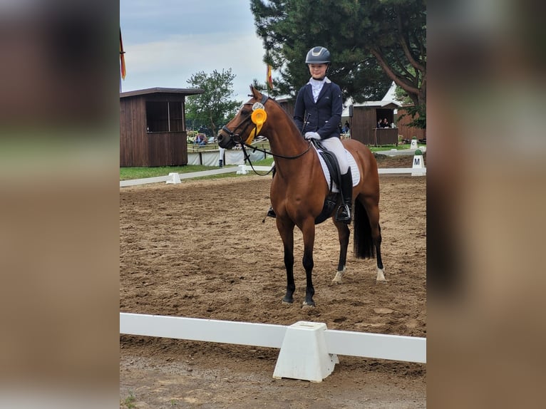 Deutsches Reitpony Wallach 10 Jahre 138 cm Brauner in Hambergen