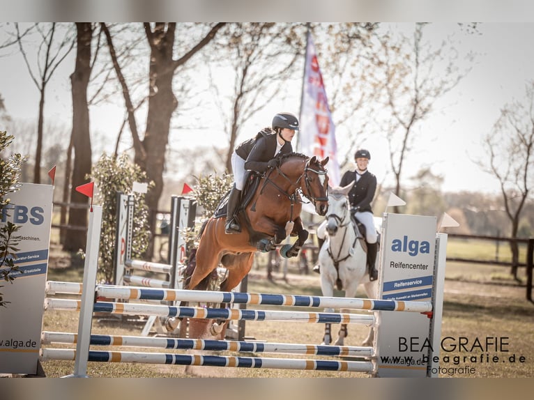 Deutsches Reitpony Wallach 10 Jahre 138 cm Brauner in Hambergen